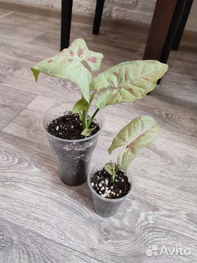 Комнатные растения