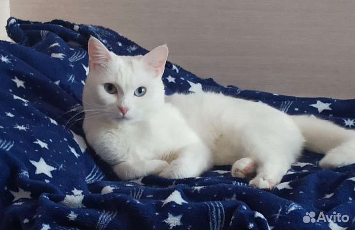 Кошка в дар