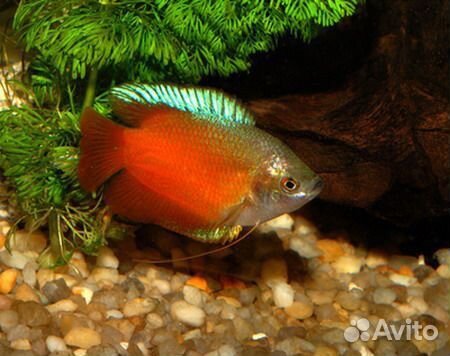 Лялиус полосатый, красный и кобальт