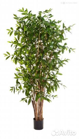 Драцена Саркула Спотти 150 см