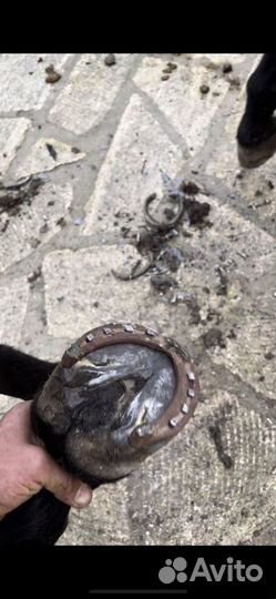 Ковка чистка копыт