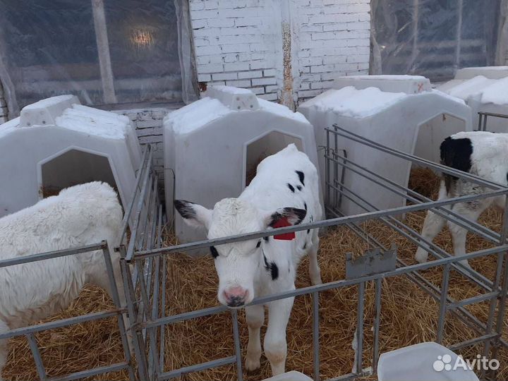 Крс на откорм, бычки