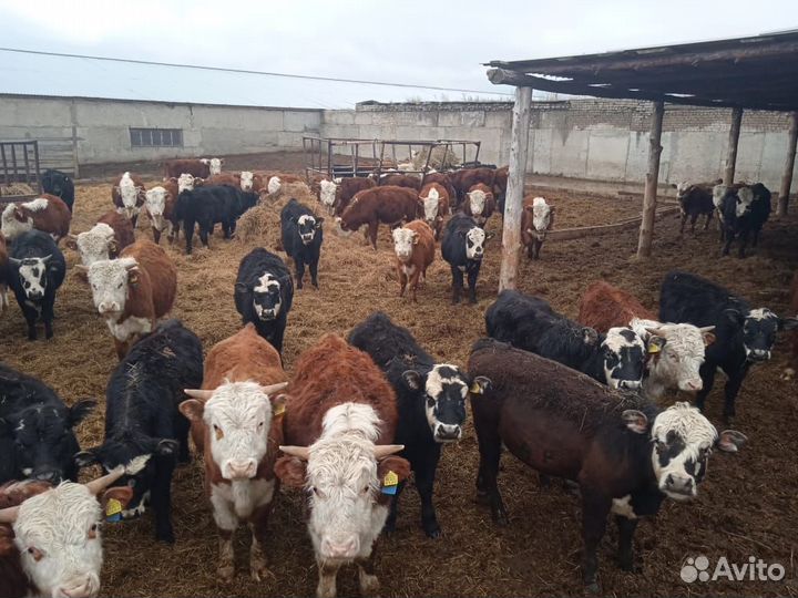 Бычки и телки