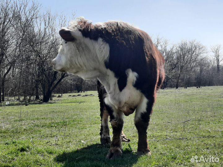 Быки на племя