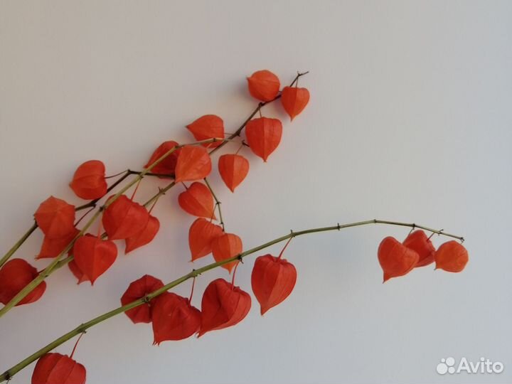 Сухоцветы, физалис, букет