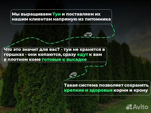 Туя смарагд 2 м свежая копка 2023