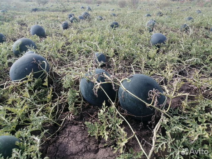 Арбуз оптом