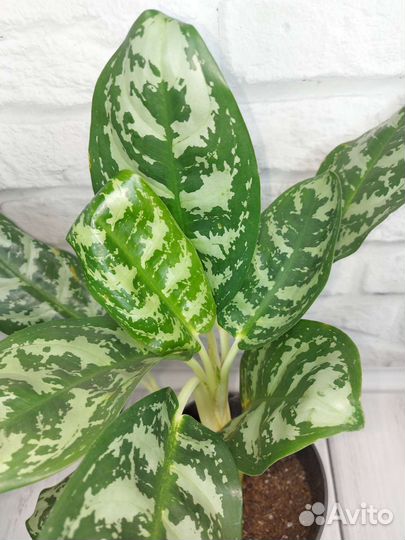 Аглаонема dawn's delight