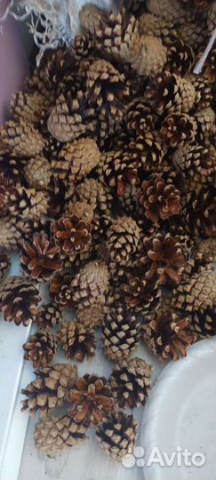 Шишка сосны сухая