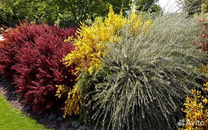 Редкие многолетники для сада