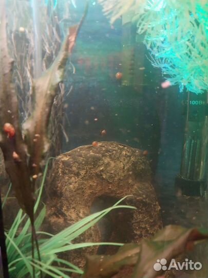 Улитки аквариумные