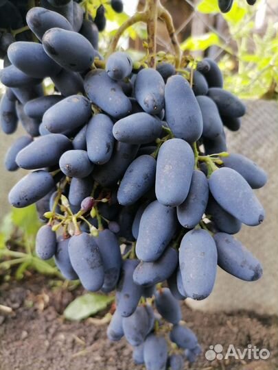 Саженцы винограда