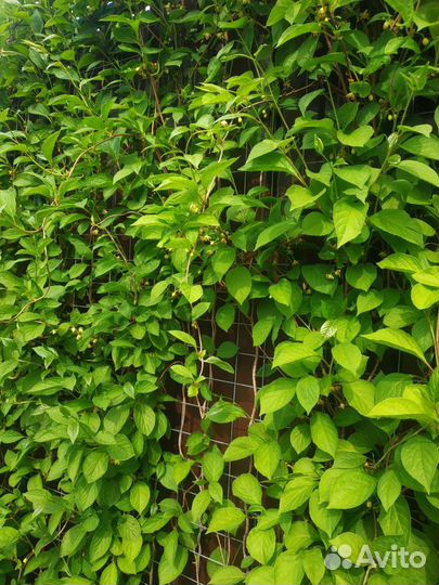 Лимонник китайский