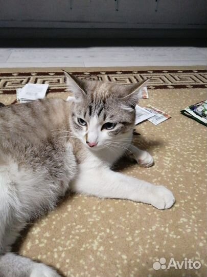 Потерялся котик
