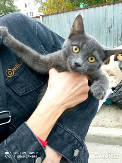 Кошечка в добрые руки