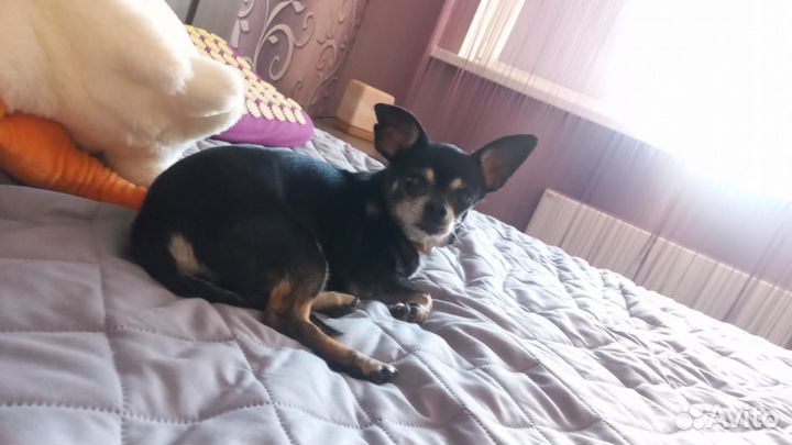 Собаки бесплатно