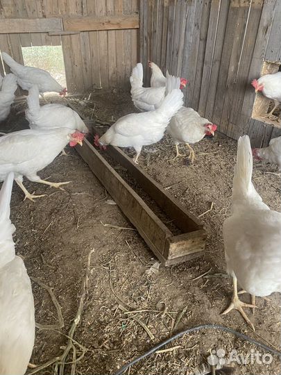 Куры несушки легорн