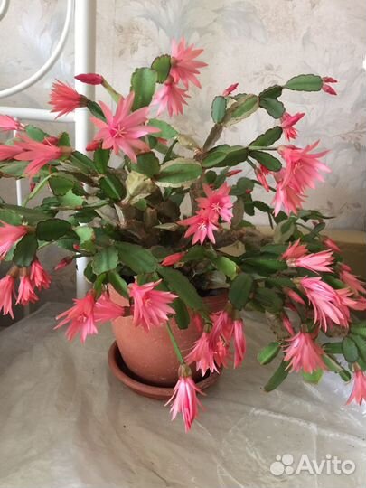 Пасхальный кактус