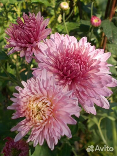 Хризантема