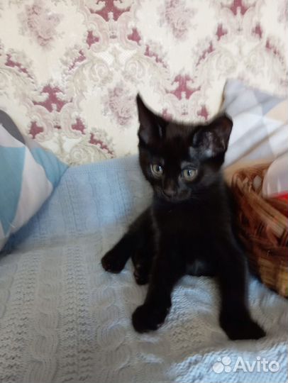 Котята чаузи ф3