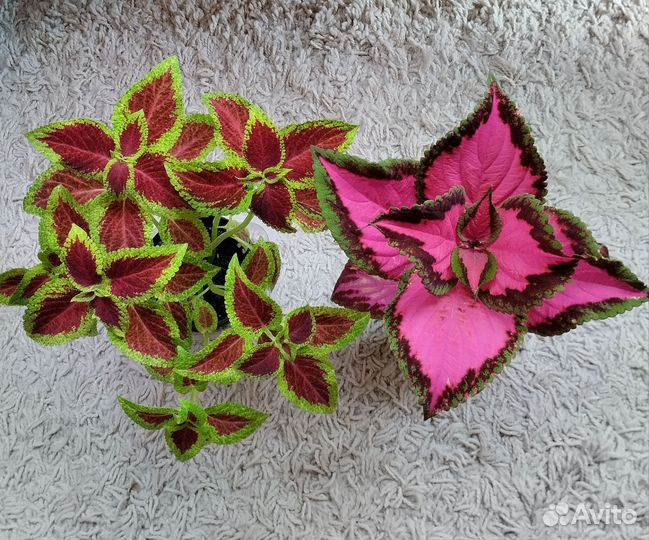 Колеус взрослое растение
