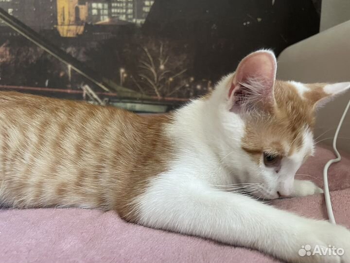 Отдам котенка