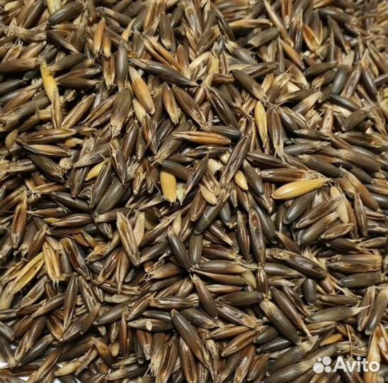 Черный овес