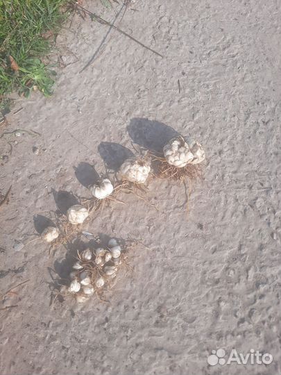 Лилии луковицы