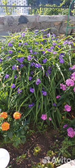 Многолетние цветы