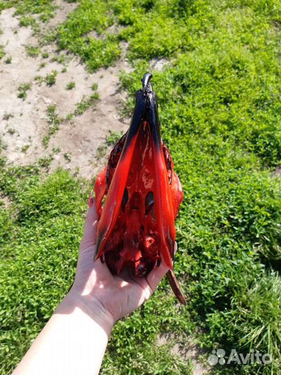 Череп с аэрографией Анархия