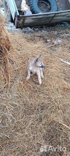 Собаки щенки Западно-Сибирской лайки