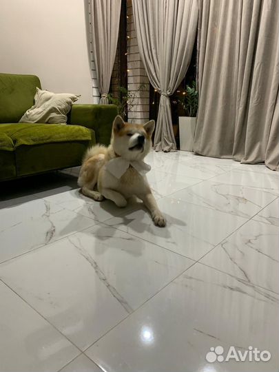 Акита ину вязка