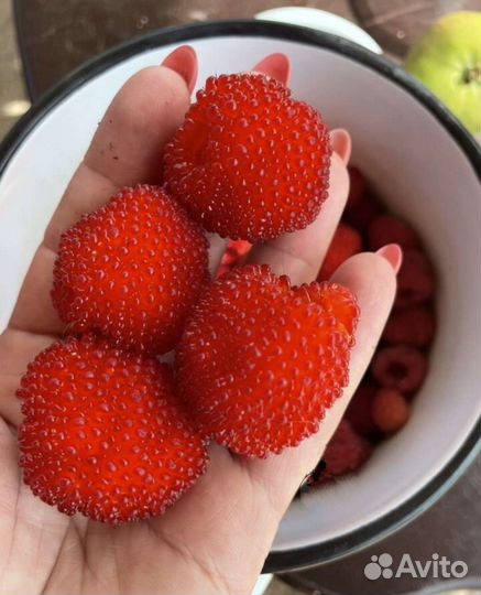 Тибетская малина