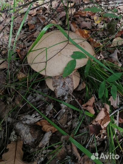 Грибы маринованные