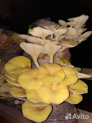 Грибные блоки