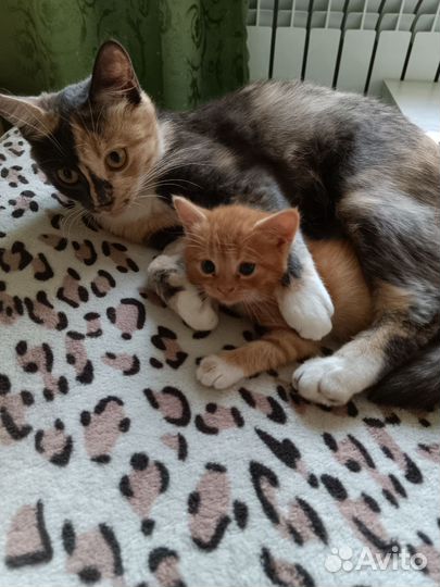 Кошечка в дар