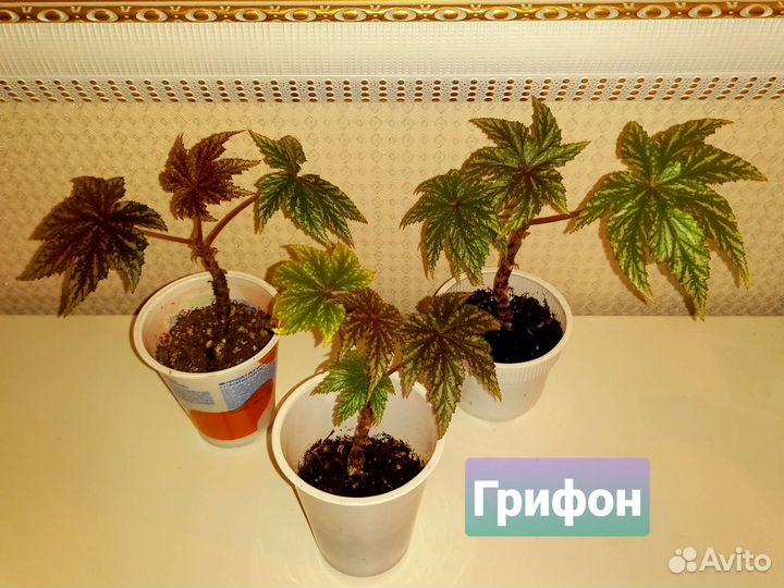 Детки и стартеры бегоний