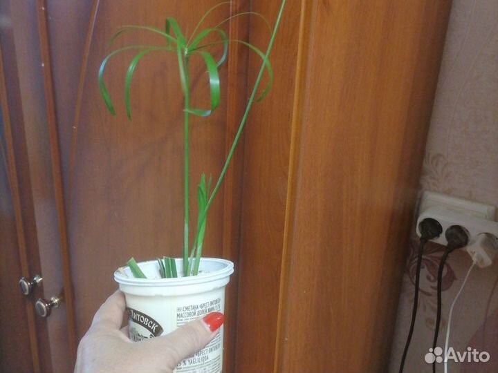 Циперус папирус