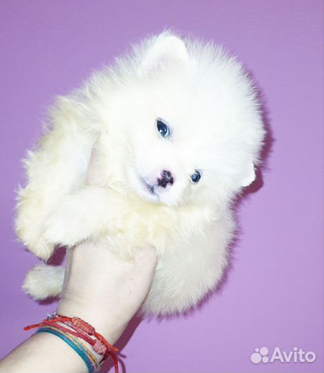 Белоснежная минюшечка малышка медвежонок,доставка