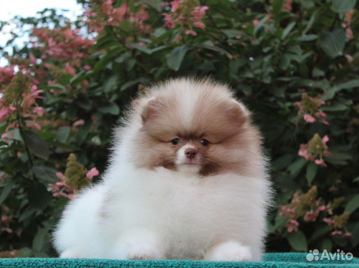 Нежный мальчик