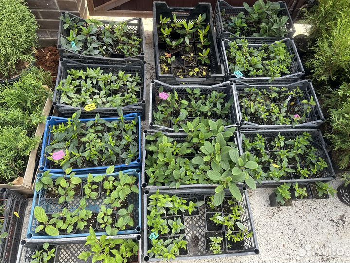 Гортензия Фраз Мельба и другие