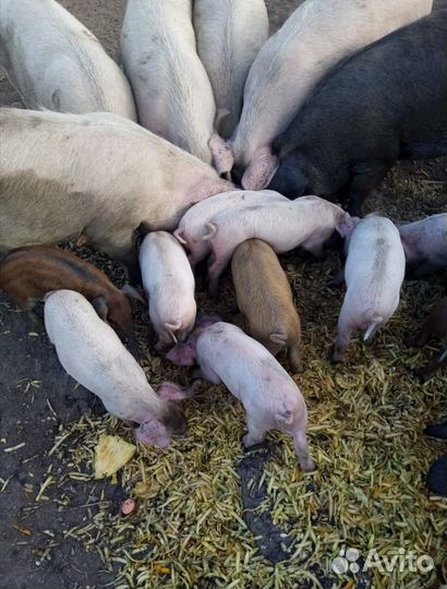 Домашние поросята