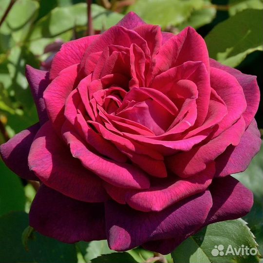 Саженцы розы графиня Диана