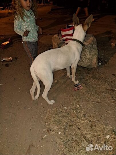 Собаки бесплатно