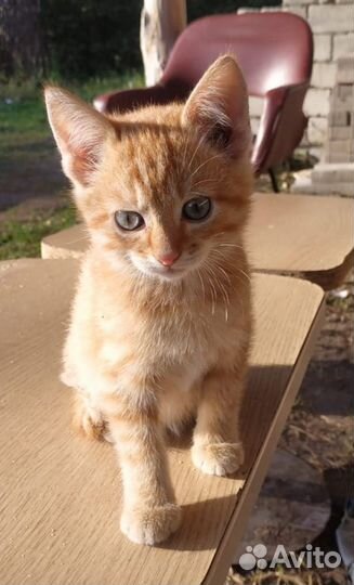 Кошка в дар бесплатно