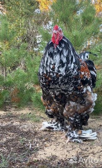 Петушки Брама