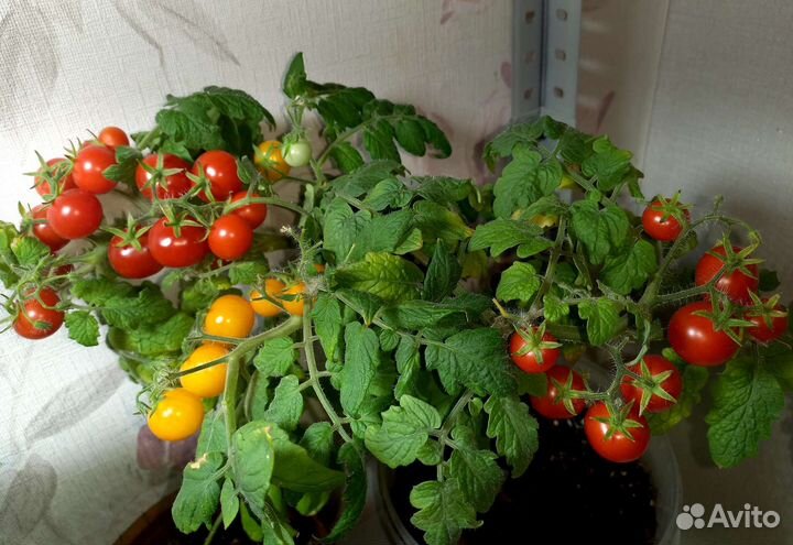 Рассада карликовых томатов для дома