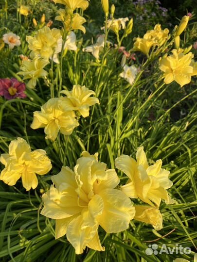 Лилейник гибридный махровый