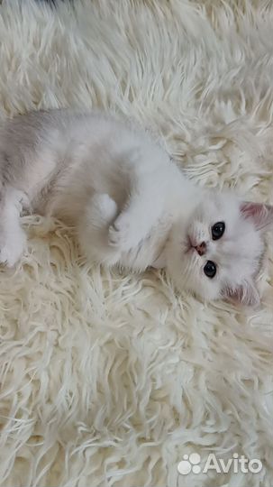 Котята британская шиншилла