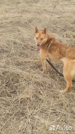 Янтарная Кассандра